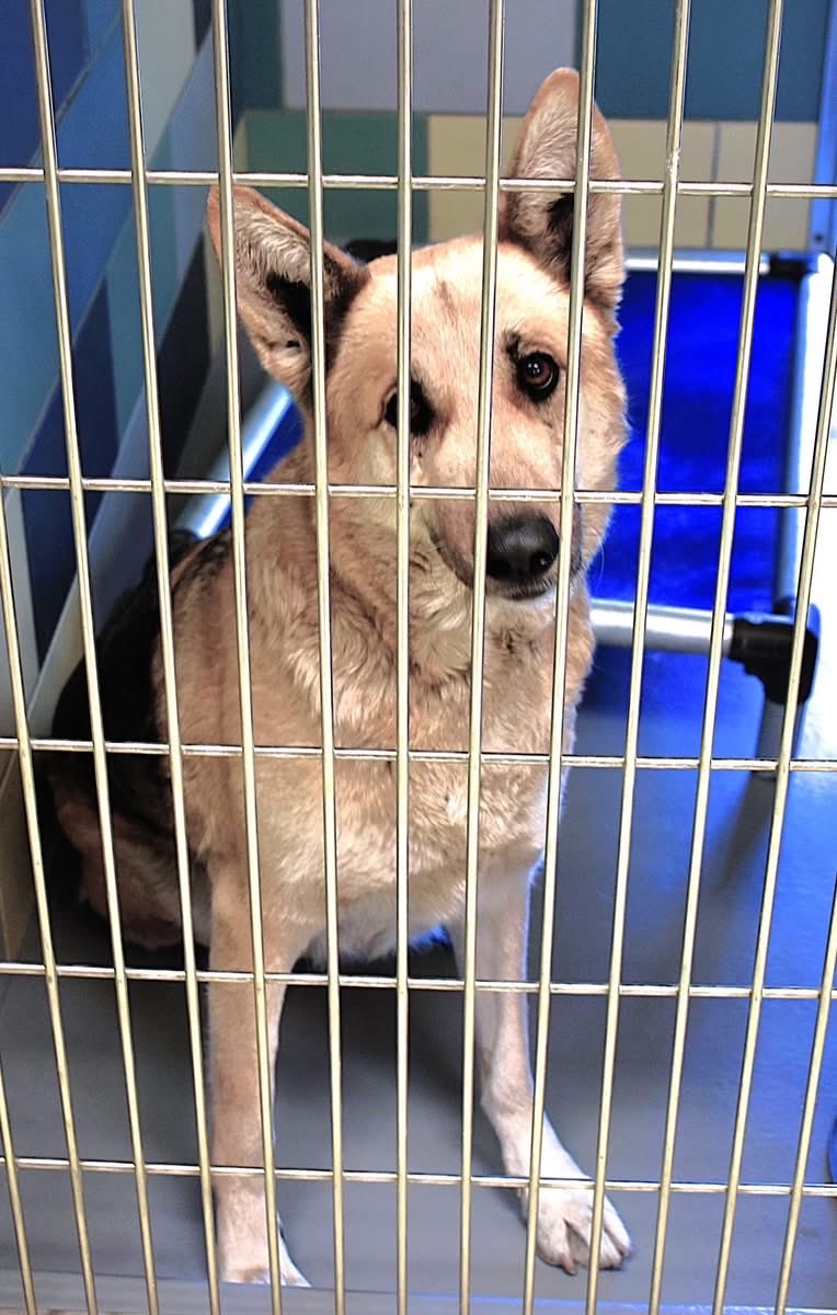 Iza_2021's tweet image. Baby Molly is still waiting OVERLOOKED at Riverside animal shelter 😭 infos below on how we can help her 🙏🏼 #A1889761