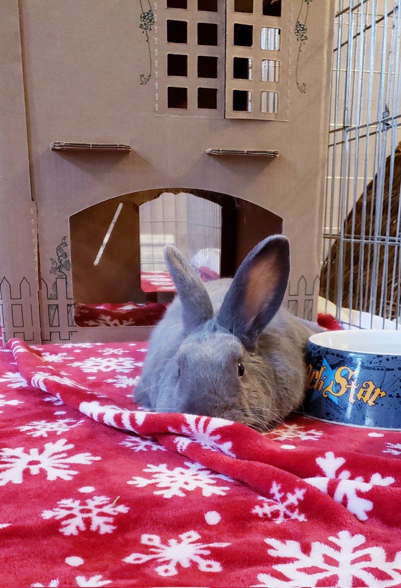 ttas's tweet image. Patiently waiting for Santa to arrive is hard work.