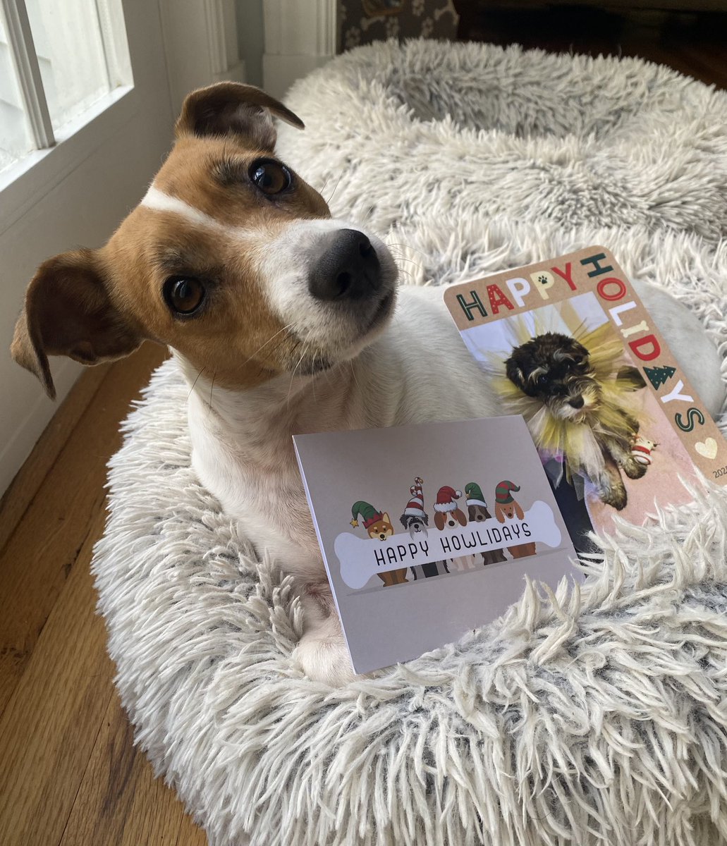 BelleLBear's tweet image. #PupMail📬💌#ChristmasEve #Christmas #Dogsoftwitter 🎄#DogsofX #dogs #zshq 🔔⛪️
#BabyBea ⛄️❄️🎅💚✝️❤️
More cards from sweet frens @peters_sheri ; and Me Tilly, Bindi, LuLu @MelissaJLadner! Thank you &amp;amp; we LOVE YOU⛄️