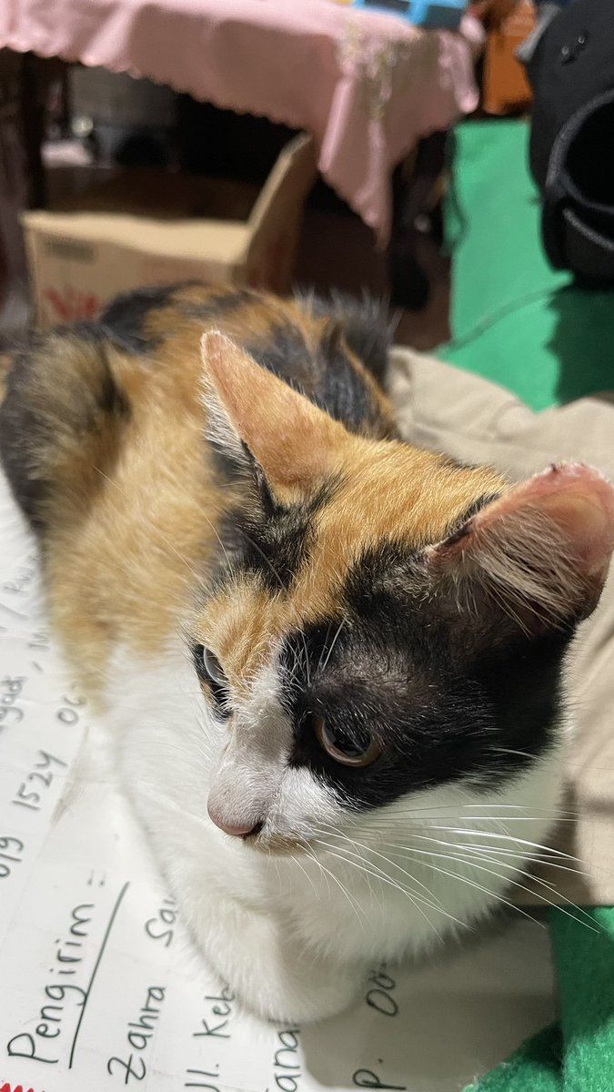 sashimyth's tweet image. menggg baruuuu, tiap pulang meng nya ganti baru 😭😭