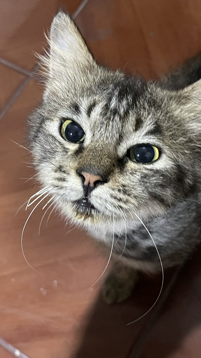 sashimyth's tweet image. menggg baruuuu, tiap pulang meng nya ganti baru 😭😭