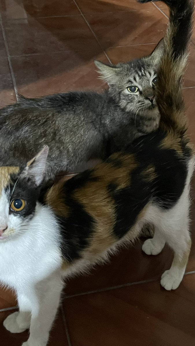 sashimyth's tweet image. menggg baruuuu, tiap pulang meng nya ganti baru 😭😭