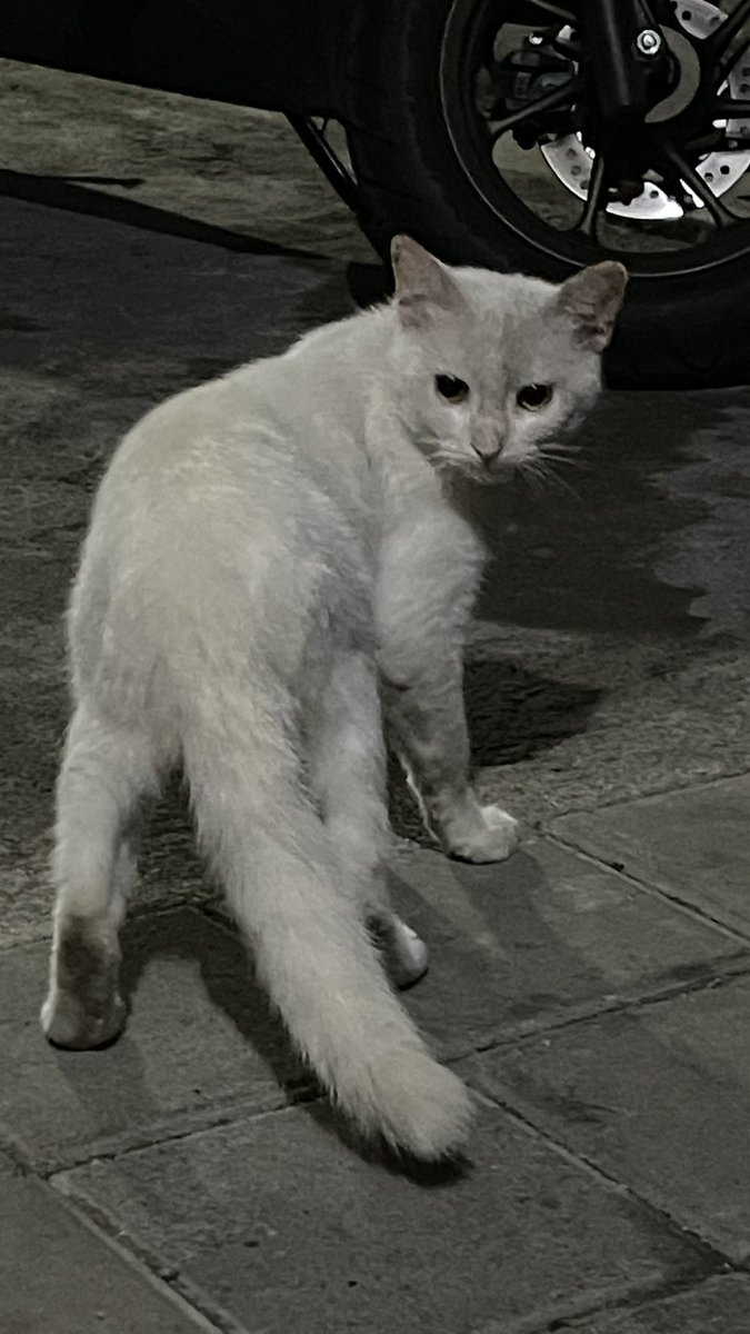 sashimyth's tweet image. menggg baruuuu, tiap pulang meng nya ganti baru 😭😭