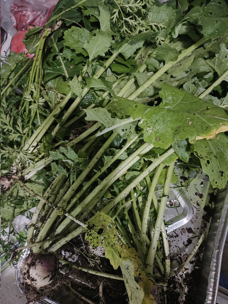 FomharS's tweet image. Harvested my winter crops from the garden. Got two decent turnips and all of mustard and collard greens