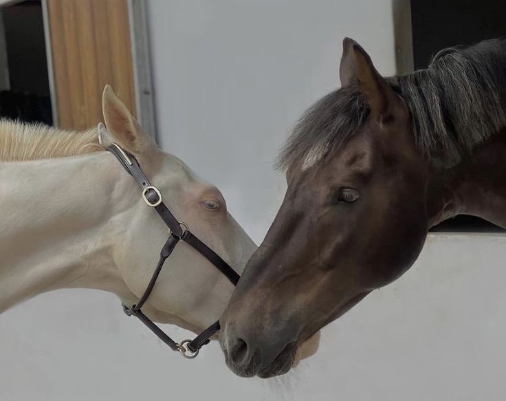 بحر 🌊 (@butterflless) on Twitter photo 