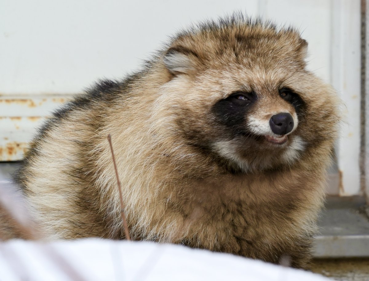 えぞたぬき協会 (@ezotanuki_assoc) / Posts / X