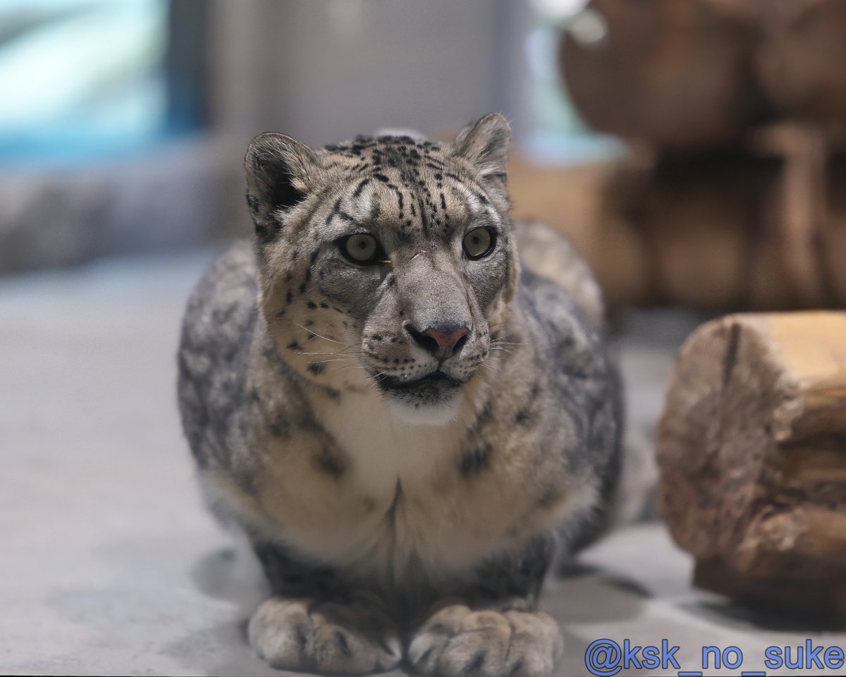 けーすけ (@ksk_no_suke) / Posts / X