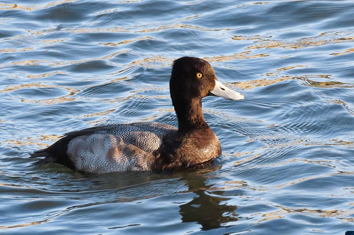 Noah Bailey tweet media