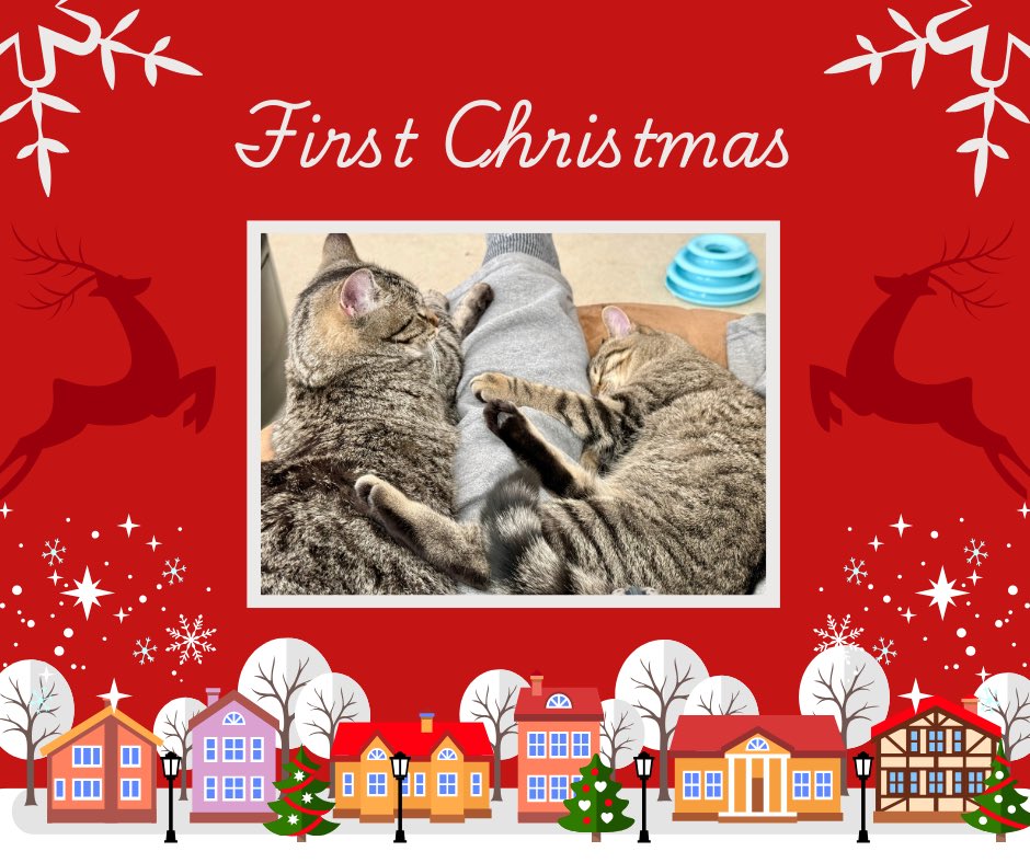 I heard Santa is bringing them tuna snacks!