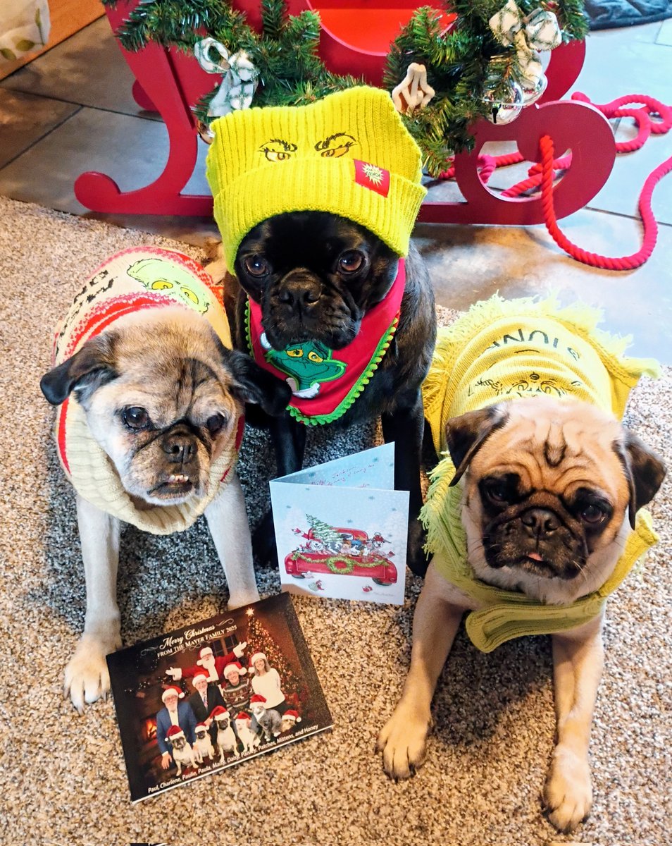 mommasboymushu's tweet image. We look Grinchy but really we're so happy we got #Christmas cards from Maisy, Daisy, Paisley &amp;amp; family @MaisyTheCrzyPug and Trixie, Annie &amp;amp; pawrents @Yorkie7 ❤️💚🎉. We love you sweet friends. Have a great Christmas! #dogsofX #DogsofTwittter #puglife #FRIENDS4EVER #Christmas2025