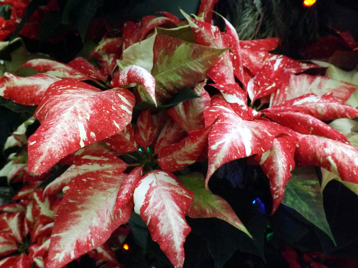 Merry Christmas #flower for the season.