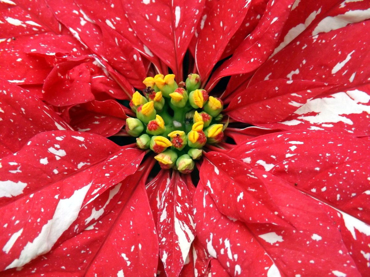 Merry Christmas #flower for the season.