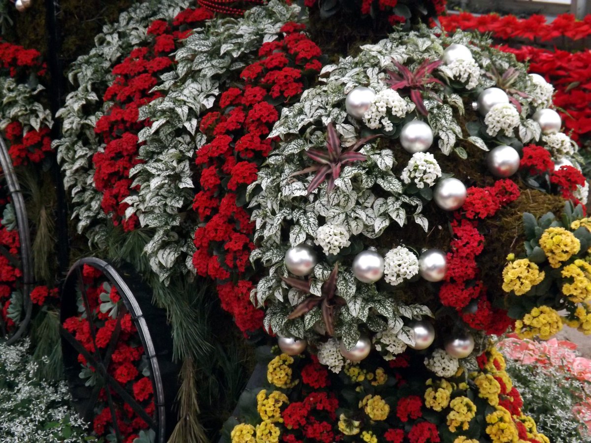 Merry Christmas #flower for the season.