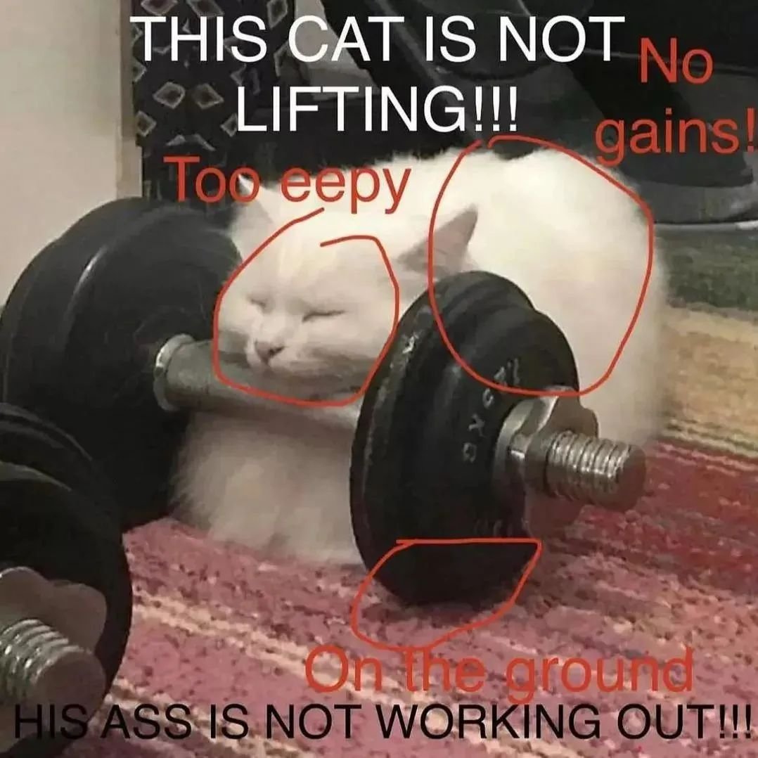 PunchingCat's tweet photo. https://t.co/rCUDWwMyba