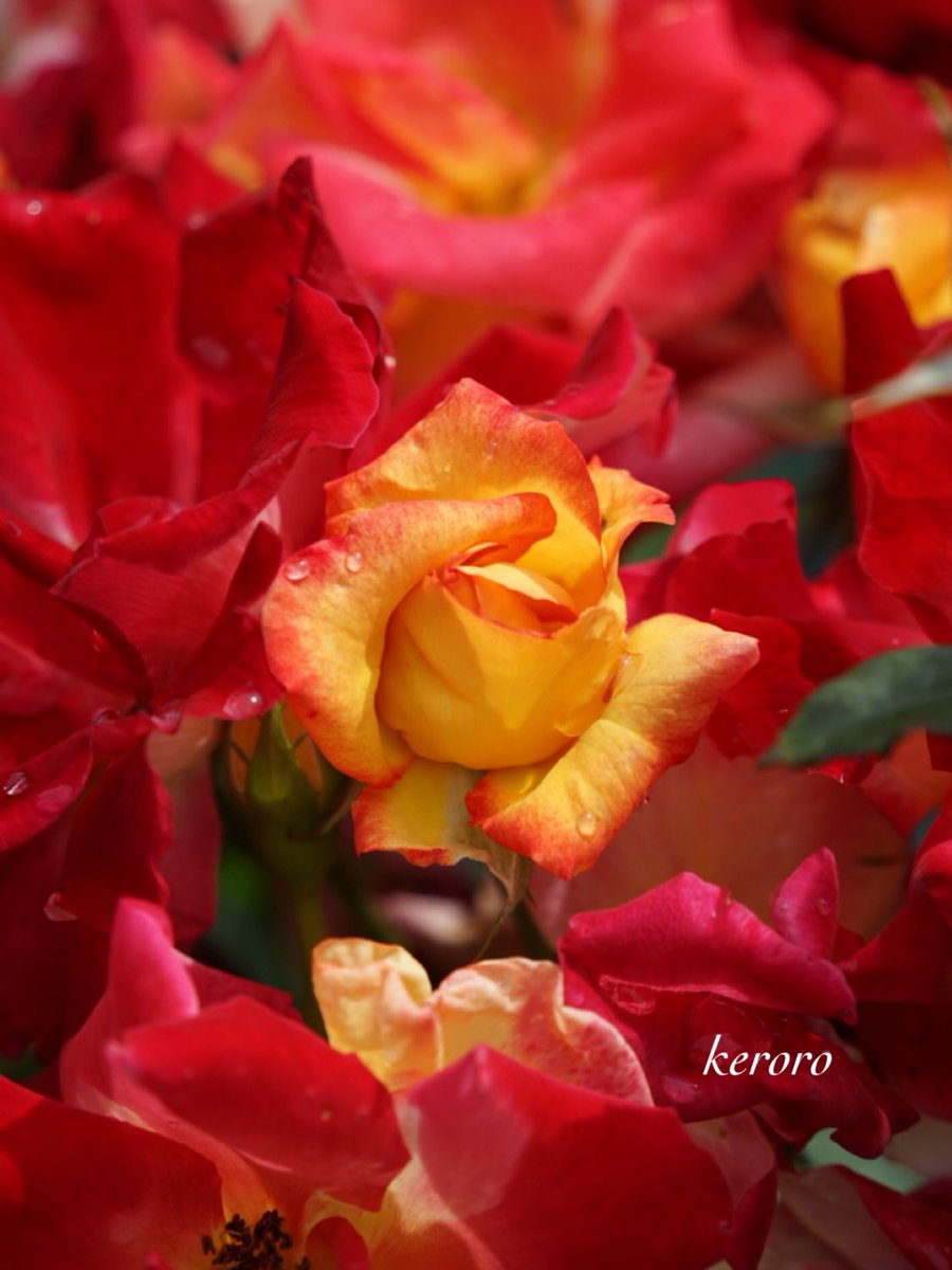 🐰𝚁𝚒𝚗𝚛𝚒𝚗…📸♥️𓂃ꕤ︎︎·͜· (@7725rirarin) / Posts / X