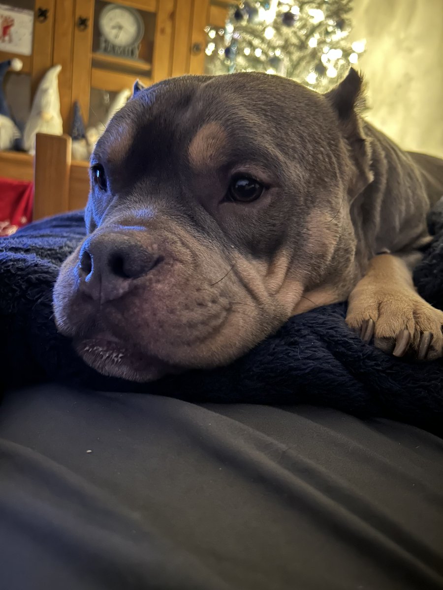 AMBullyDad's tweet image. Merry Christmas friends. 🎄