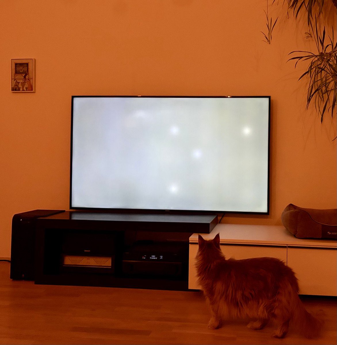 DevNull2020's tweet image. Первый раз за год включил телек, хотел голубой огонёк не пропустить. А он покрылся пятнами и сказал досвидания. Подлец. Остались мы с котом без мультиков. Пойдем пить за ваше здоровье!