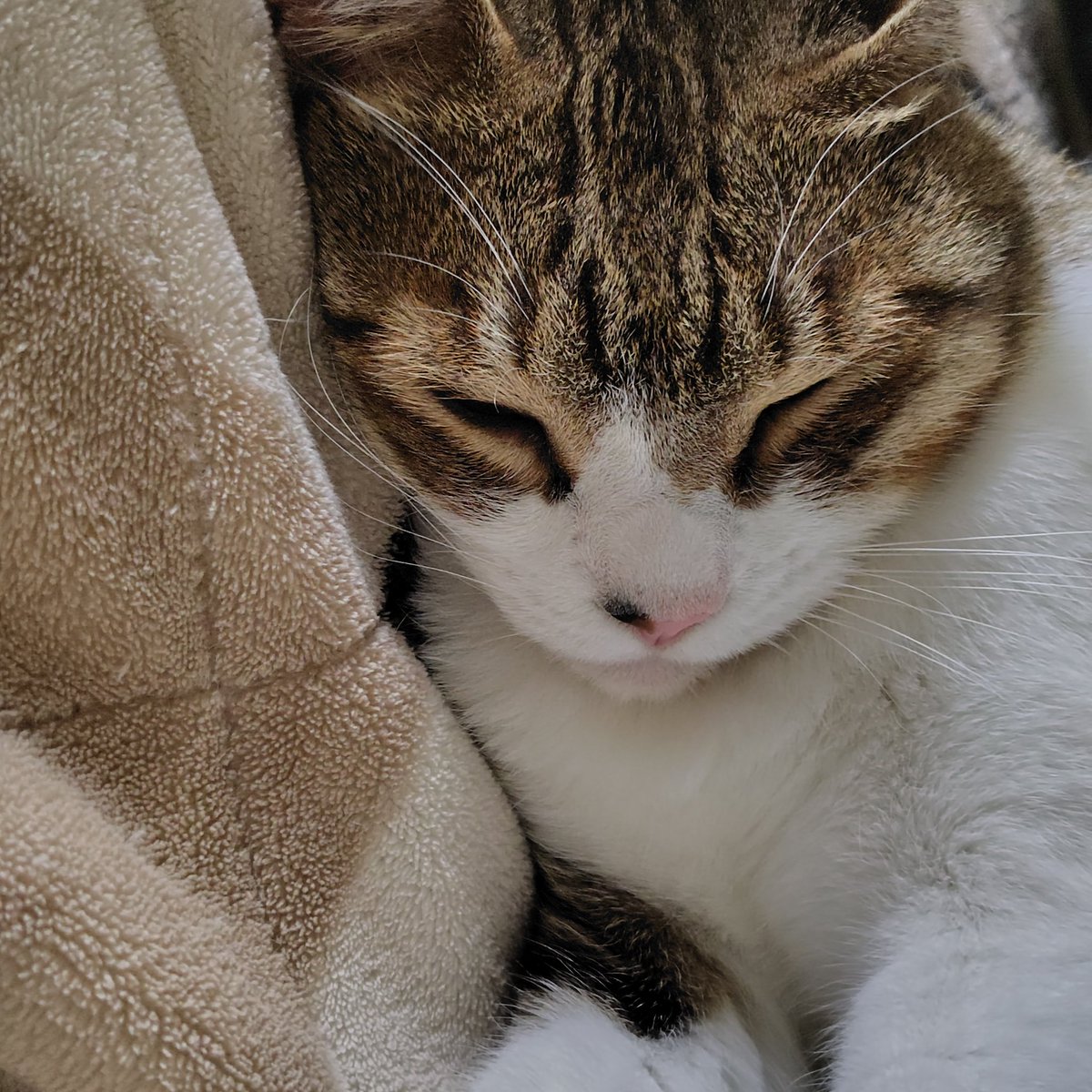 のぶりん (@Nana7Poirot1) / Posts / X