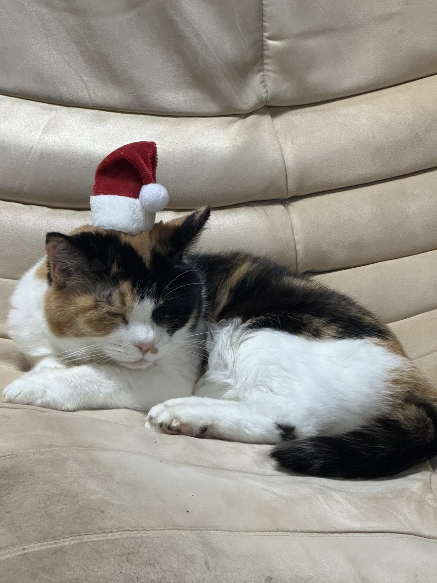 Merry Christmas 素敵なクリスマスを🎄 福ちゃんサンタ❣️ Lovely