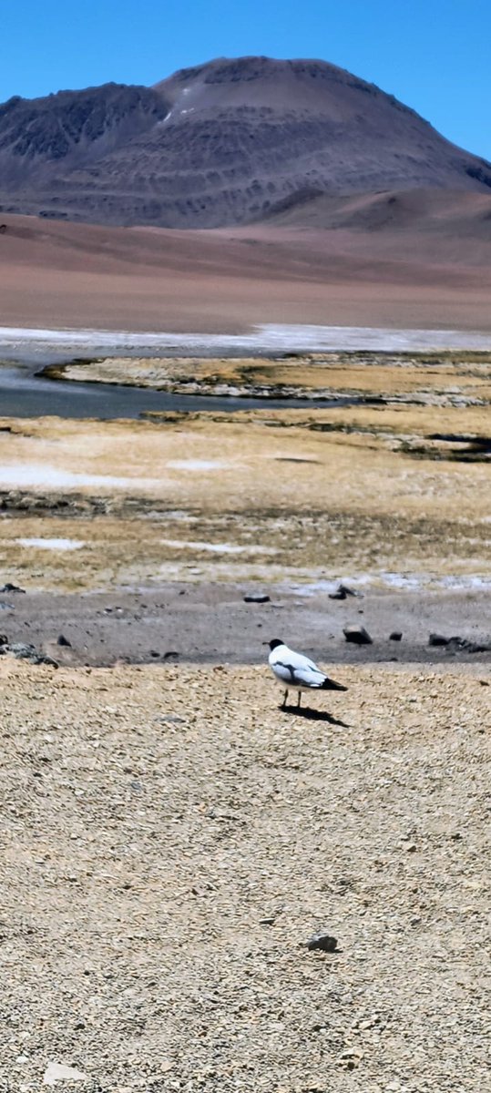 Que el viento de los Andes sea lo único que te empuje.
Cruzando la Cordillera, que nadie detenga tu motor. 🇦🇷❤️🇨🇱