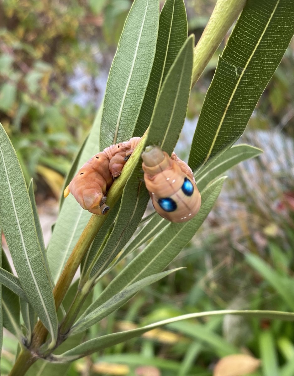 本日、#湿地帯ビオトープ 公園。月イチ清掃日。見たことない芋虫発見し