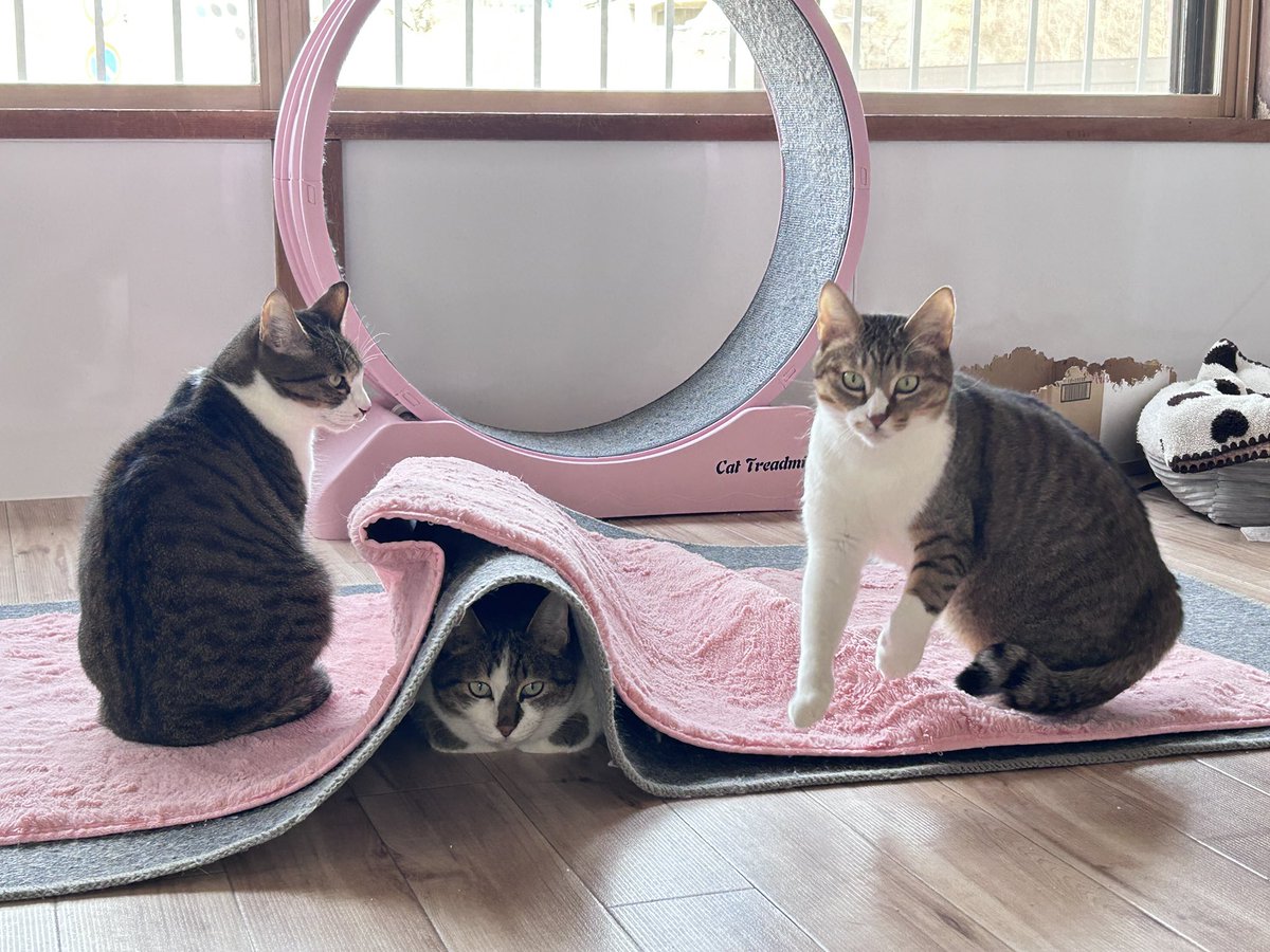 もりねこ 保護ねこカフェもりねこ (@morineko_cafe) / Posts / X