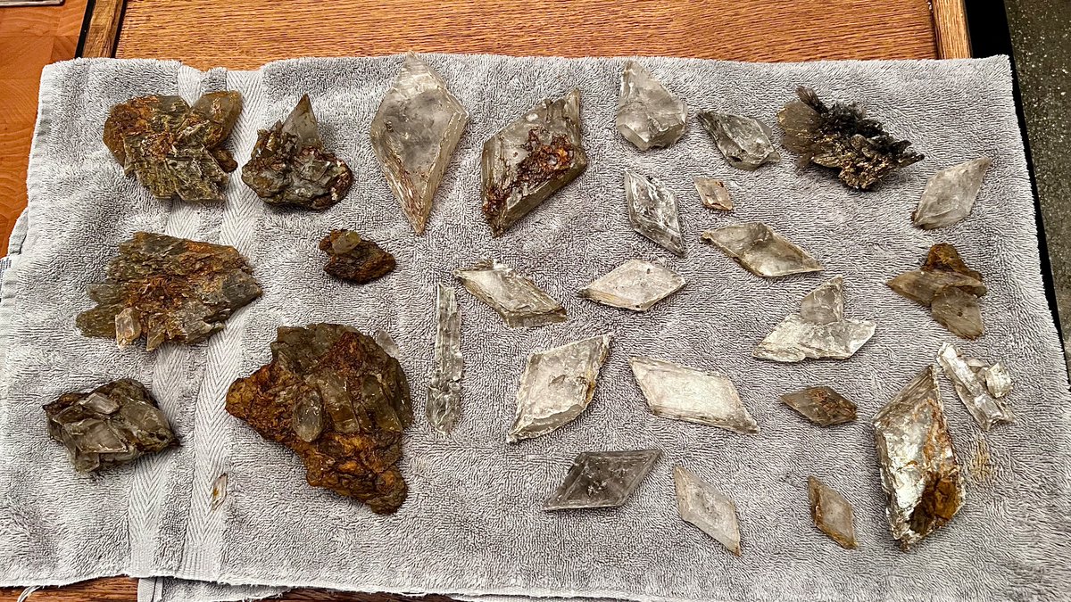 Part of our haul of selenite today from a nearby creek bed that exposed a seam of coal from about 150 million years ago (the late Jurassic period). These are just the big ones; the largest association shown here is about the size of a fist.