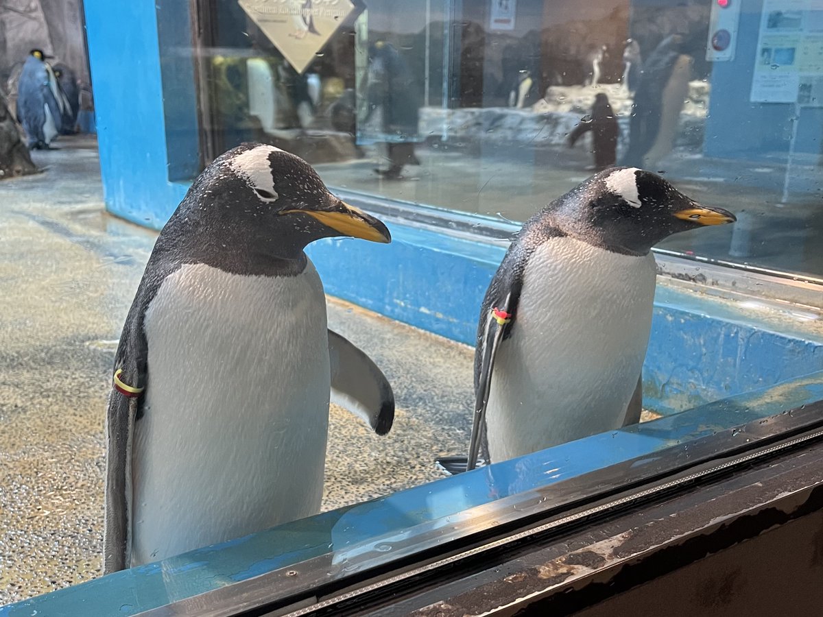 あずき (@azuki56116) / Posts / X