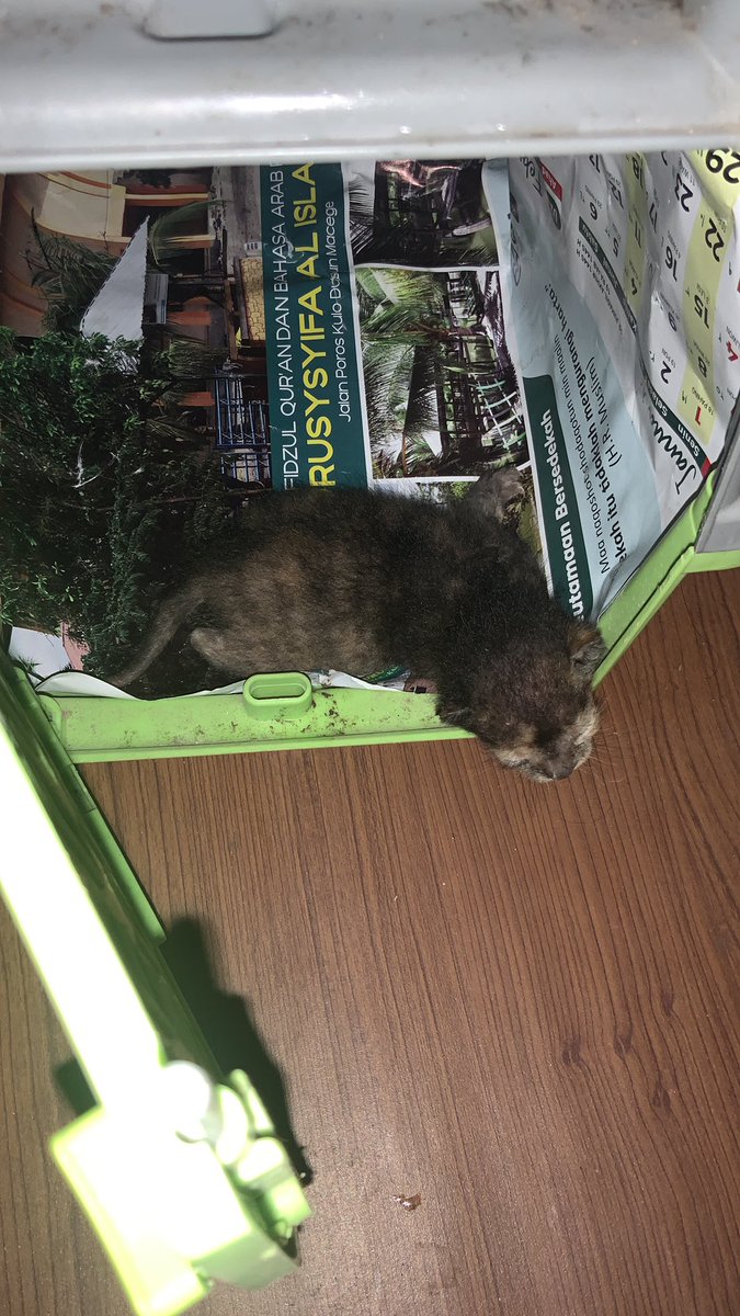 Neglectful parents throw away their kid in front of my room. Siapaun yg di Makassar, berjiwa kasih sayang ke kucing selapang samudra, dan tertarik merawat kucing umur jagung ini, feel free to dm. I’ll gladly kasi lengkap dengan cargonya.