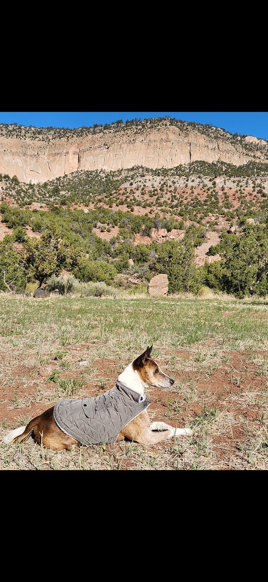 It's Buddy's "Sweet 16" birthday 🎂 today! Happy Birthday my friend! <a href="/neiltyson/">Neil deGrasse Tyson</a> <a href="/GavinNewsom/">Gavin Newsom</a> <a href="/MuhammadAli/">Muhammad Ali</a> <a href="/jemezsprings194/">Los Ojos Restaurant</a> <a href="/VernonLionsBall/">Lion Football</a> <a href="/vivianfieldms/">Vivian Field Middle School</a> <a href="/LaVillitaElem/">La Villita Elementary School</a> <a href="/peta/">PETA</a> <a href="/getnickwright/">nick wright</a> <a href="/davispe3/">@davispe</a> <a href="/GretaThunberg/">Greta Thunberg</a> <a href="/SillySonyaE/">Sonya Echols</a>