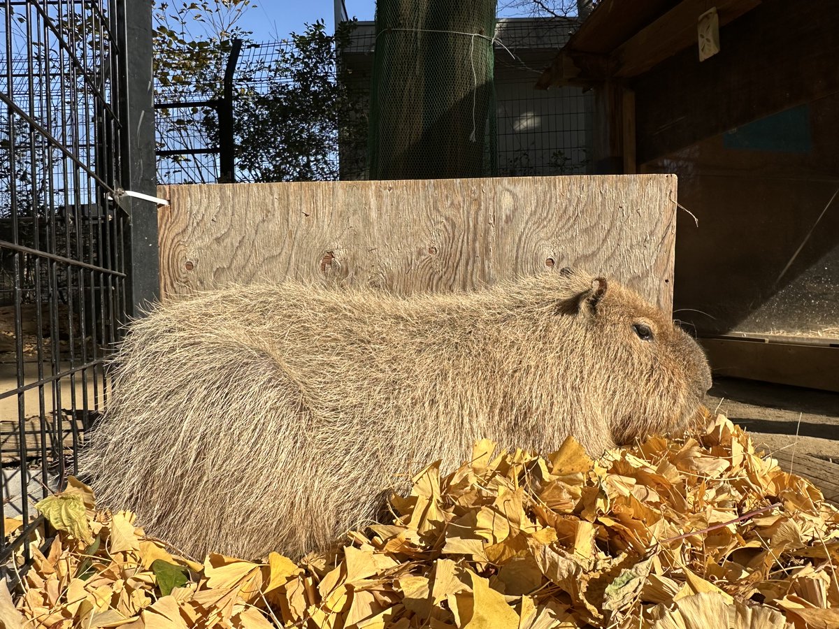 うさ＠カピバラだらけ (@usa0831) / Posts / X