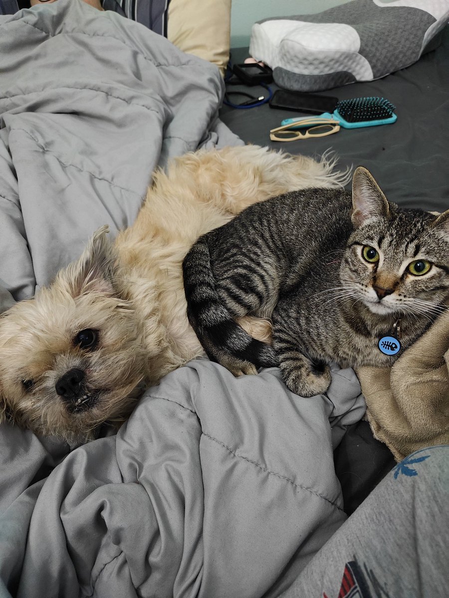 TheGerpogi's tweet photo. Haven't posted in a while. Have a dog and a cat pic https://t.co/jKVBkBZg2z