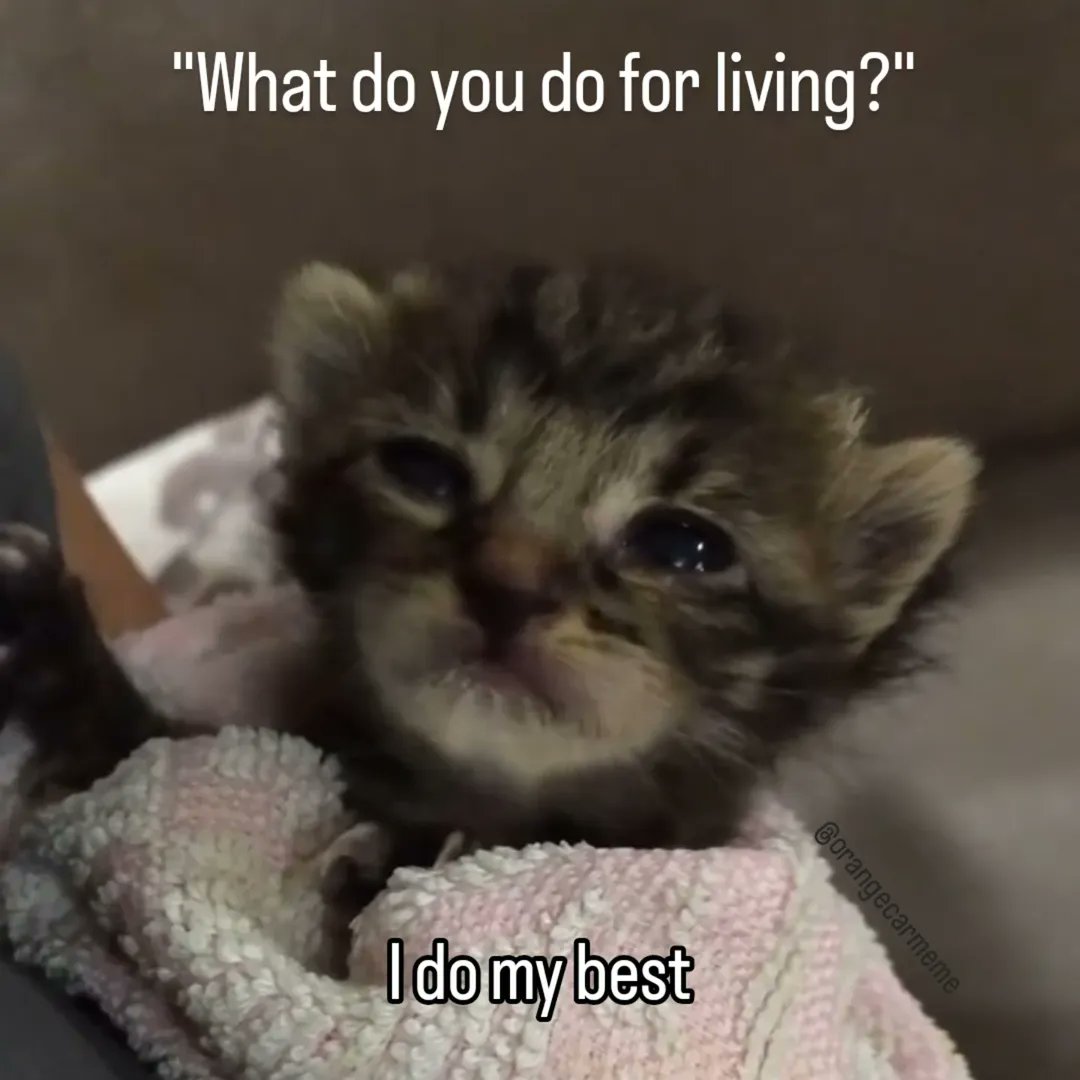 smol silly cat (@catsillyness) on Twitter photo 