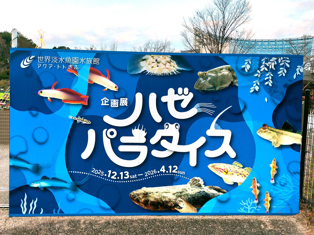 コジェット カエル部 tweet media