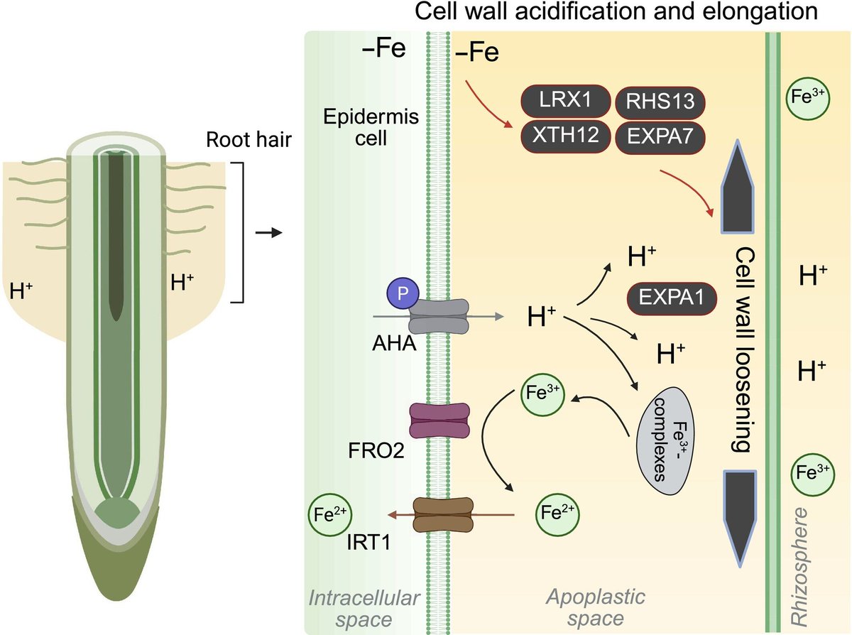 Plant Science tweet media