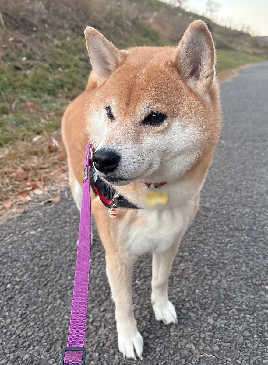 柴犬むぎ (@shiba_inu_mugi) / Posts / X