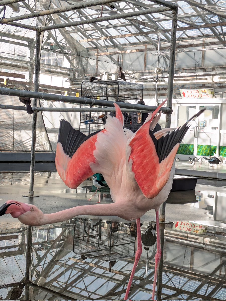 フラミンゴ