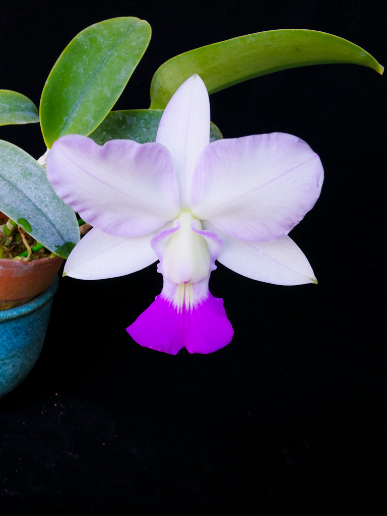 蘭丸 鬱罹患中 もォやだ！ (@RanmaruZooBoy) / Posts / X