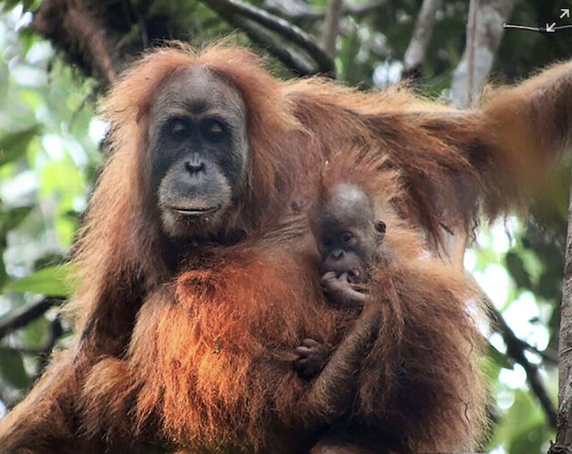 WorldApeFund's tweet photo. Indonesia floods were ‘extinction level’ disturbance for world’s rarest ape: https://t.co/vWGS3eMFtj https://t.co/4AgAnaJyP7