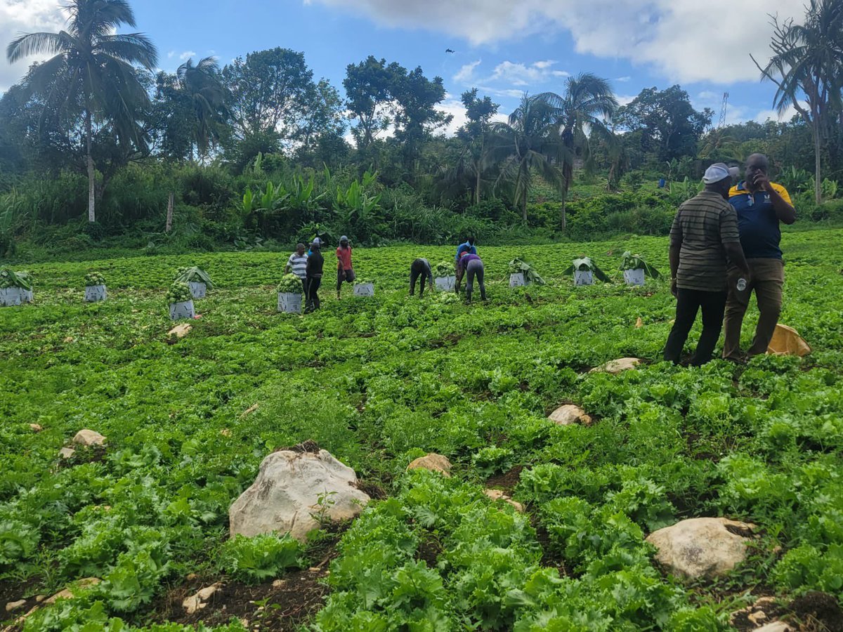 floydgreenja's tweet photo. Early signs… we pushing.. step by step #Lettucefarmer #StAnn #AnthonyScarlett S/O to the Rada team. https://t.co/p0wimLCG0w