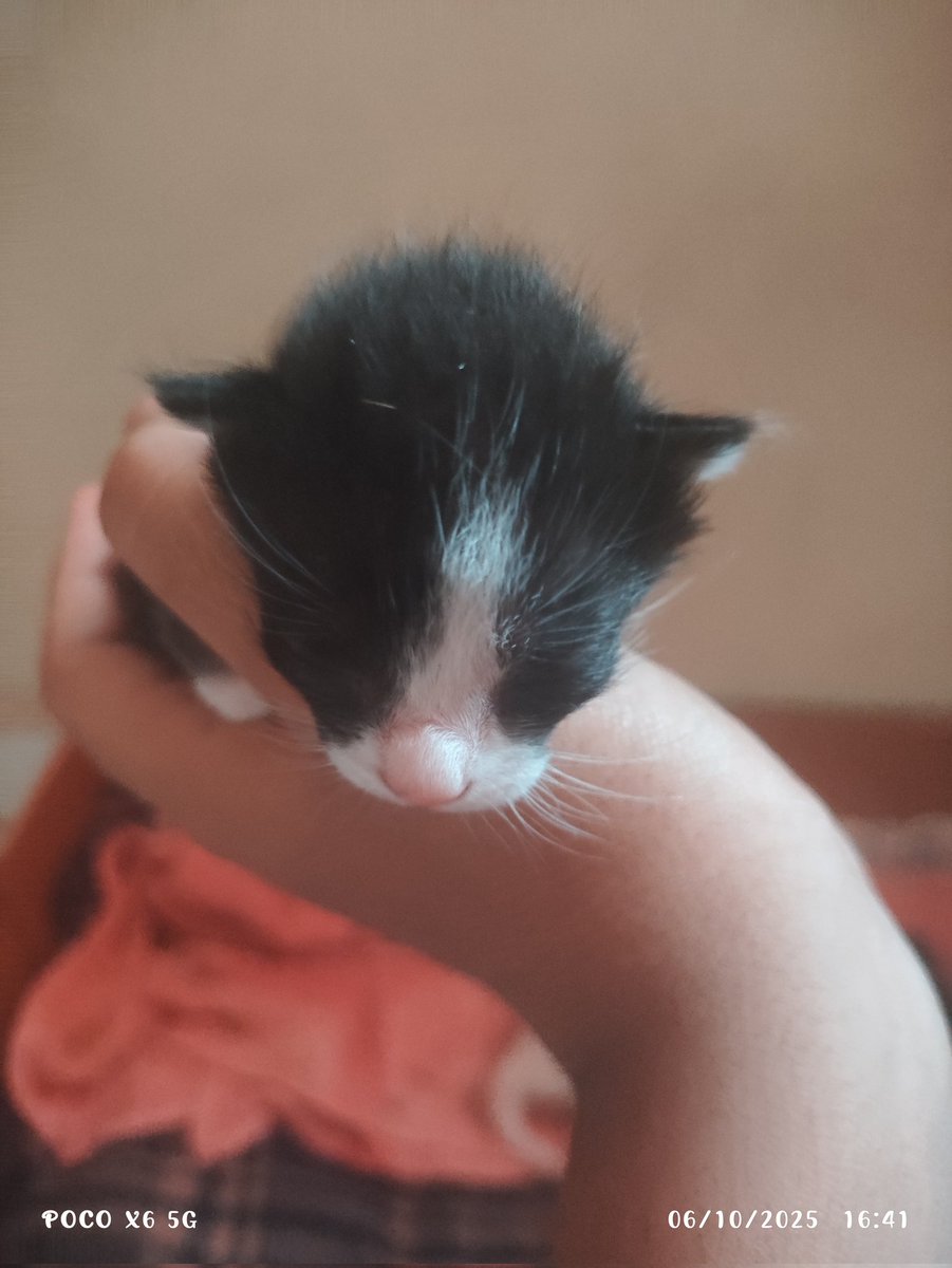 Infelizmente pelo resto da semana eu vou ficar off, infelizmente um dos meus gatos veio a falecer, eu achei que tinha mais tempo pra comprar os remédios mas estava enganado... Cuidem dos seus pets, nunca se sabe quando eles iram... Vá em paz Afoito...
