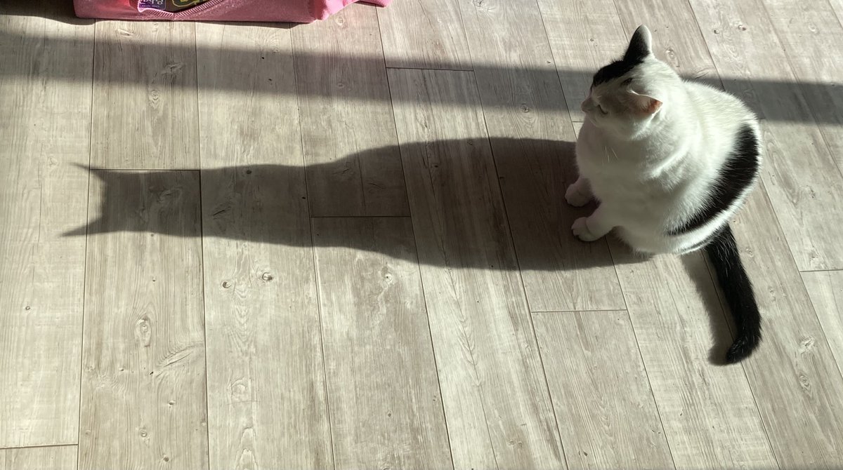 gingercat0801's tweet photo. 상���히 웃긴 그림자
호감 https://t.co/glkMEsLeyD