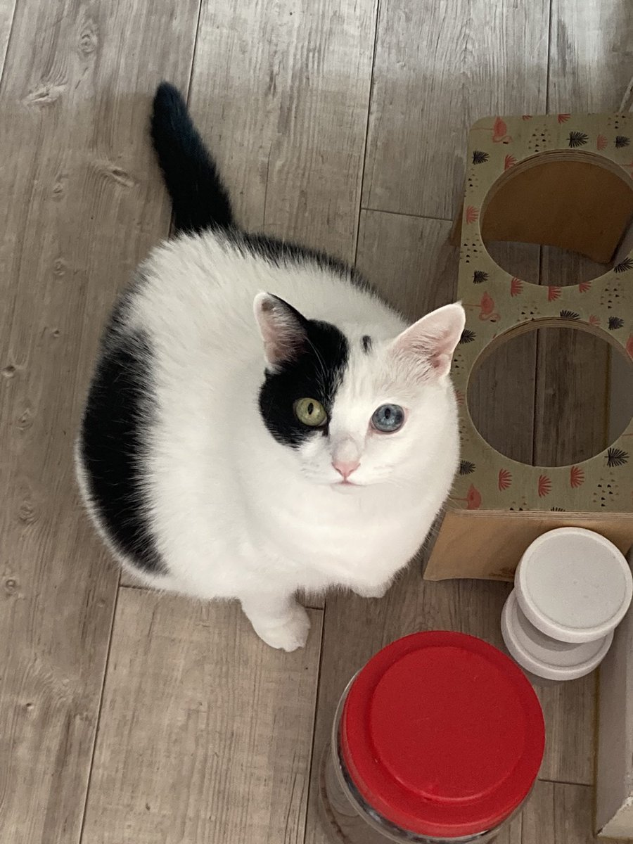 gingercat0801's tweet photo. 믿을 수 없는 동그람
집사 최애 사진은  3번
물론 묘권은 상실함 https://t.co/r5LbpKSdDq