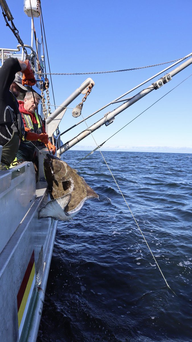 Wild Pacific Halibut tweet media
