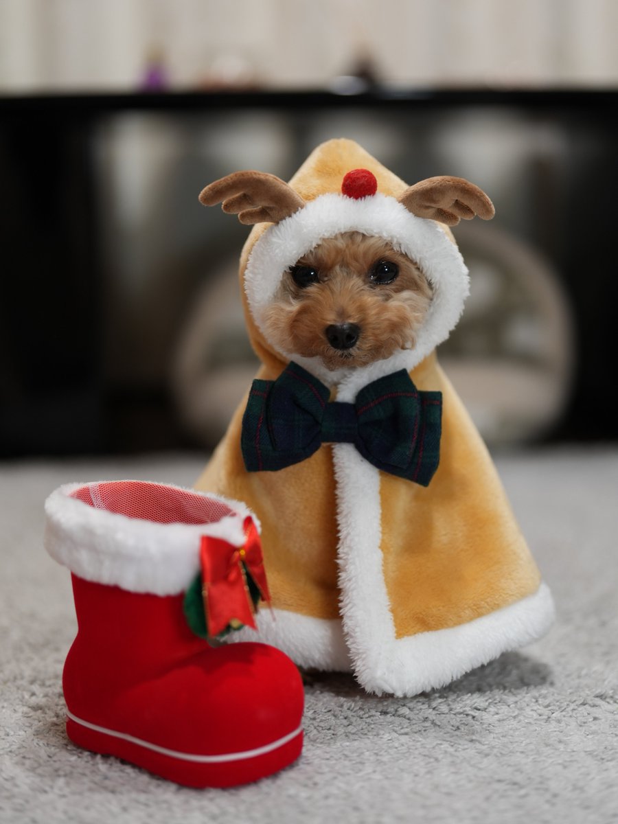 北欧からやってきた

トナカイりなちゃんです🐶🎄✨