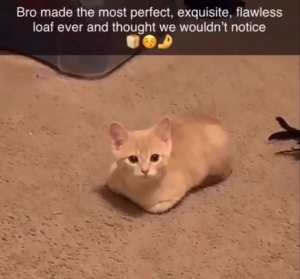 CATBRAINCELL's tweet photo. https://t.co/qRazvDEsMz