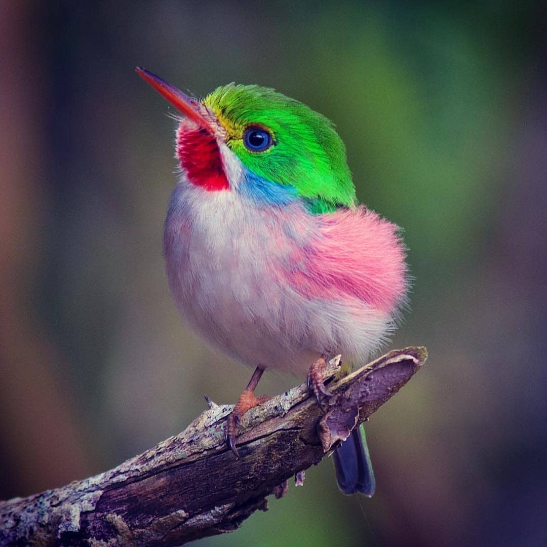 Cuban Tody

📷: Thieres Pinto ©️
instagram.com/thieres_pinto/