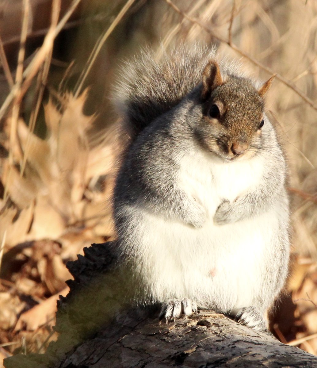 Somebody is ready for winter!