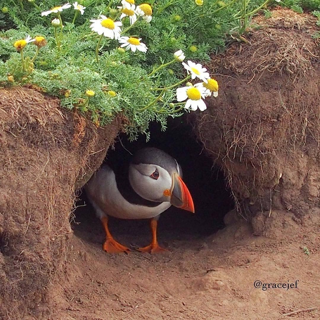 Puffin peeking out of its burrow!

📷: Grace Jefferies ©️
instagram.com/gracejef/