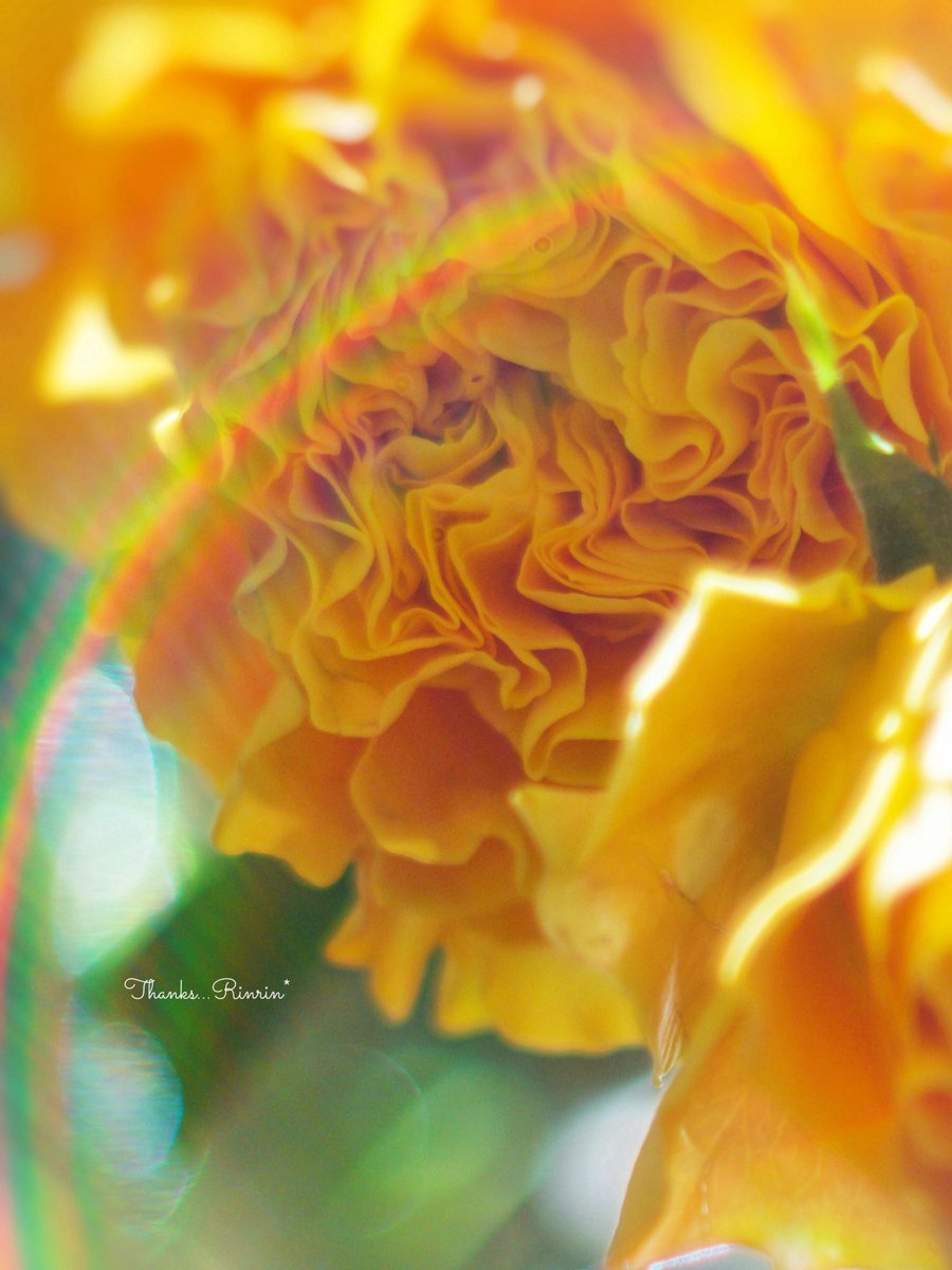 めぐ｜写真 (@TwinsMeg11) / Posts / X